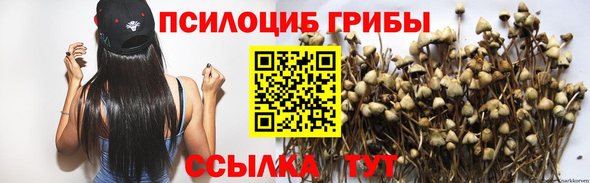 Псилоцибиновые грибы Psilocybe Моздок
